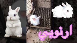 ارنب  Rabbit