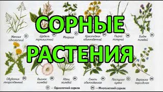 Сорные растения - методы (меры) борьбы