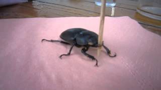 Rogač / the Stag Beetle