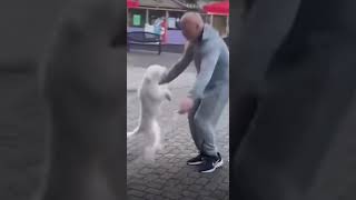 🐶🐕🐕Dogs❤ lovers 😍🥰#short #youtube #funny