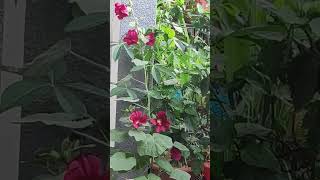 Balcony Garden #garden #plants #balconygarden