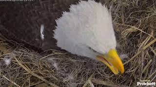 SWFL Eagles ~Go Away! Your Offsprings!? Nobody Is Welcome Now. I Am Incubating! 12.29.23