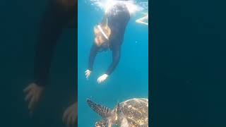 Swimming With Sea Turtles#mtgililombok #greenturtle #snorkeling #shorts #feedshorts#freedive