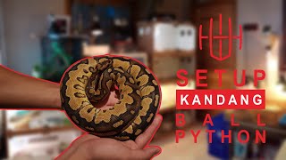 TUTORIAL CARA SETUP KANDANG BP, HOW TO HANDLING AND FEEDING  BALL PYTHON SNAKE FT EDVARD'S WILD LIFE