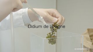 Analyse de l'oïdium sur la vigne