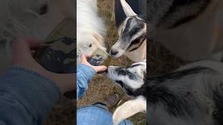 Goat approved! brun and Ost were curious about my pottery today 😂 #homestead #artist #farm #pottery