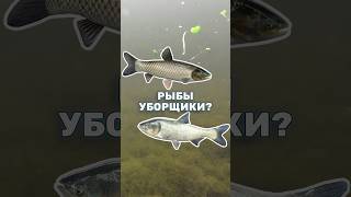 Эти рыбы не помогут в очистке воды пруда, и вот почему.. Белый амур и толстолобик