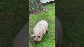 Are you allowed to keep a pig in your garden?...#shorts #farm #garden #pigs #domestic #pets