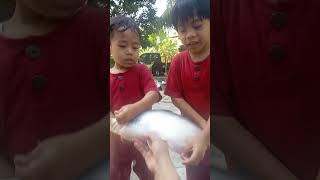 mancing ikan dikolam dapat ikan patin besar #shorts #anaklucu #anaksholih