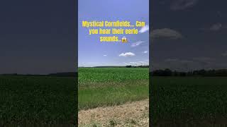 What is that mystical sound in the #cornfields in #doorcounty #youtubeshorts #wisconsin #nature