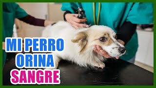 Por qué mi perro orina sangre