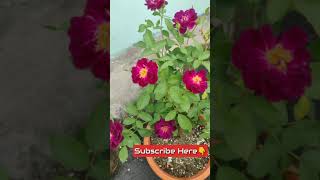 Scented Rore Plant Care #youtube #shorts #rose