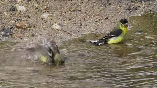 Lesser Goldfinch Bathing 3Jun2024