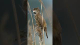 Grote Karekiet Great reed warbler #A6700 #nature #birds #birdsounds Acrocephalus arundinaceu