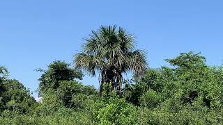 Buriti, árvore com expectativa de vida de 400 anos ou mais