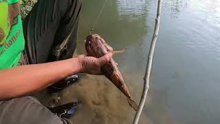 Pancing rekreasi di Sungai Padang Terap (Kedah)