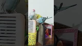 Budgie Love | Pet Lover | Budgies | Australian Birds | @sakshicreates8