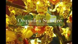 Processo de desenvolvimento da Orquídea Sumaré e da Cattleya guttata