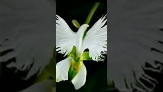 ORQUÍDEA POMBA BRANCA