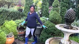 Planting Largest 4 Spiral Topiaries, Transforming Center Garden Bed, Planting for Fall + More…