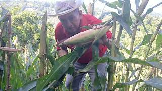 Seguimos con la dobla 🌽🤠y les mostramos la hermosura de jilotes que hay en la otra milpa😋