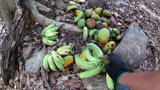 OLHA QUE ALEGRIA DESSES ANIMAIS QUANDO CHEGO COM A COMIDA NA FLORESTA OS SAGUI | CAÇADA SOBRENATURAL