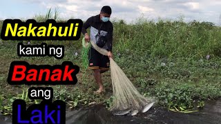 (CATCHING MULLET FISH ) Use by Net Fishing Part 1