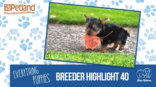 Everything Puppies - Petland Breeder Highlight 40 (2019)