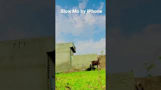 Stunning video captured by iPhone X #shorts