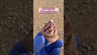 💓💖Pink Trochus Snail | Top Shell💕 #beach #beachcombing #seashells #sea #beachcomber #snail #shell