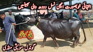 Top Quality Very Beautiful Milking and Pregnant Buffaloes On Gondal Mandi By My Life Channel