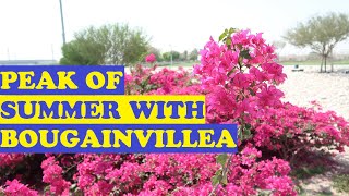 BOUGAINVILLEA AT 50 DEGREES CELSIUS