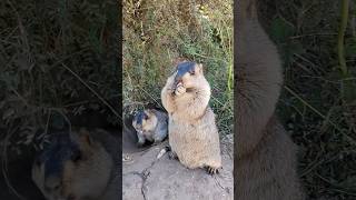 Adorable Himalayan Marmot Enjoying Peanuts: A Cute Snack Time!#cutemarmot #cuteanimals #marmot #cute