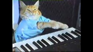 keyboard cat