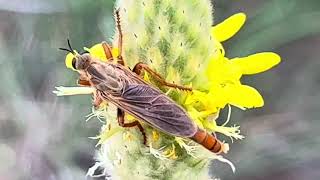 Robber Fly, Palo Duro 7Jul2023