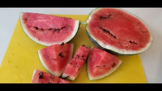 Episode 30: harvesting my watermelons. #watermelon #gardening #life