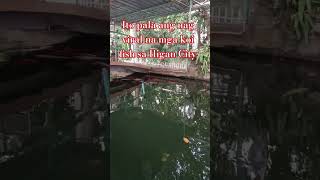 ITO NGA PALA ANG NAG VIRAL MA MGA KOI FISH SA ILIGAN CITY #koifish #iligancity #viralkoifish #shorts